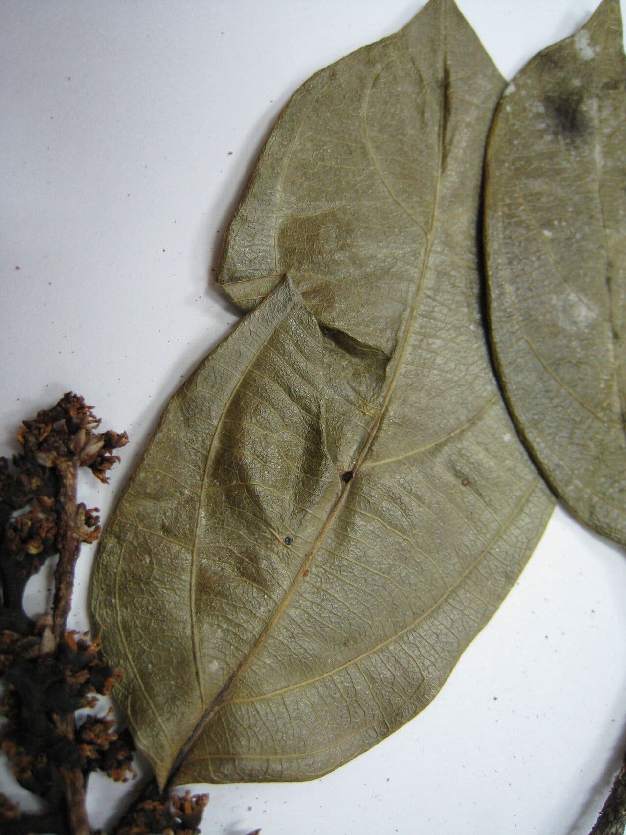 Ampelocera edentula 8