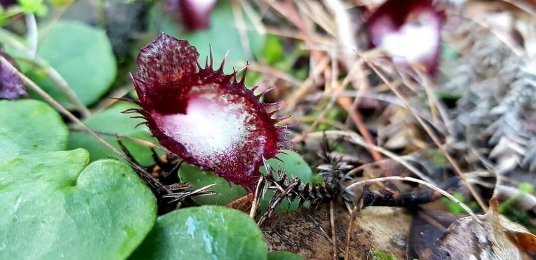 Corybas