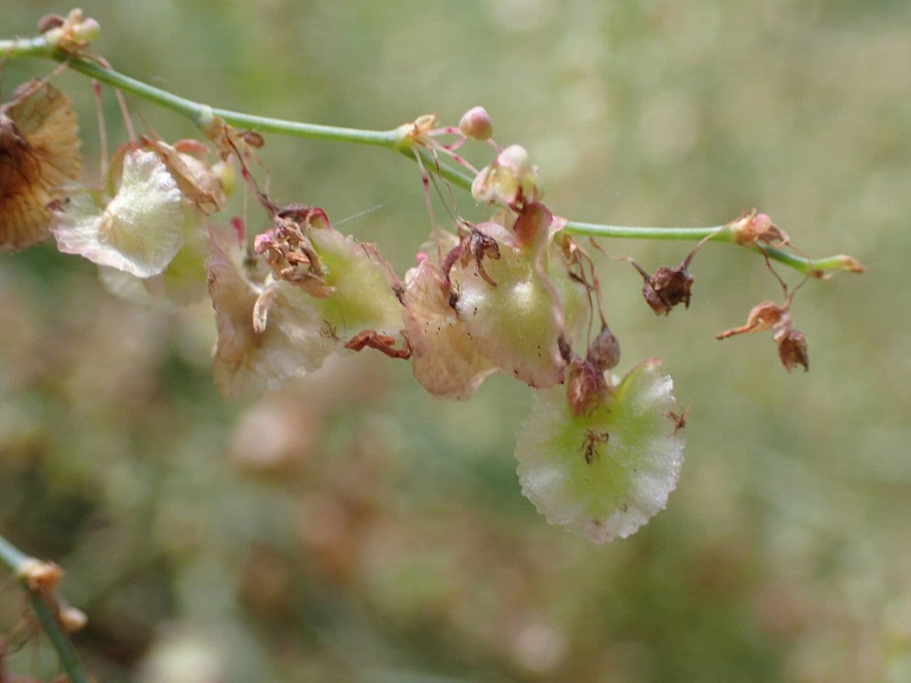 Rumex maderensis 4