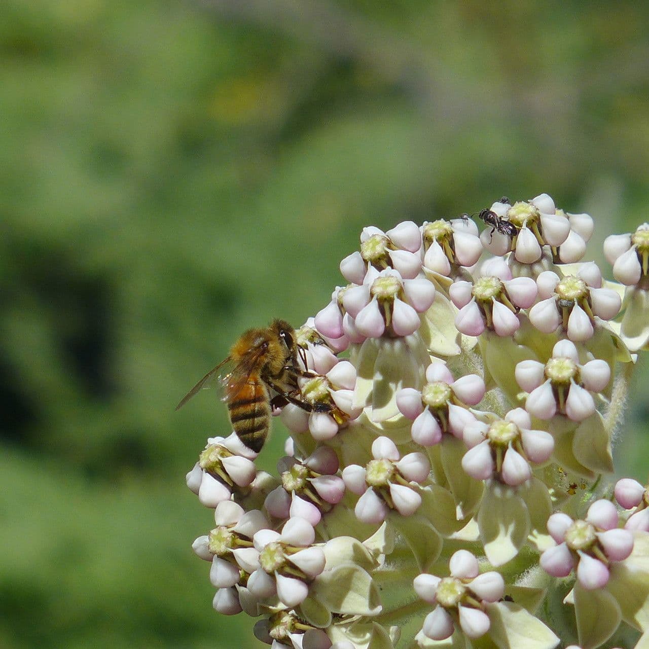 Asclepias 6