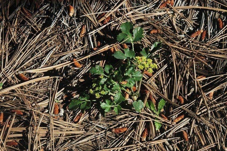 Lomatium 6
