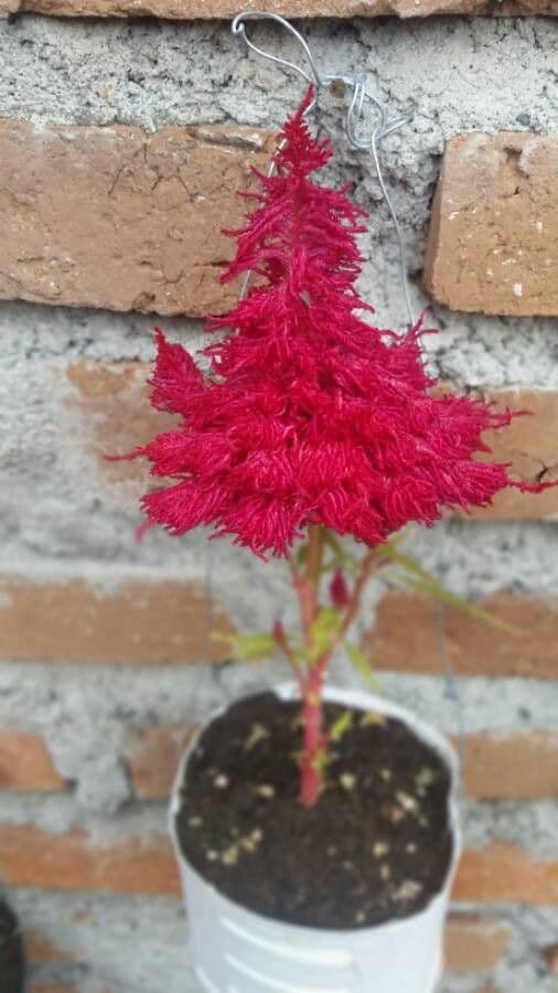 Celosia argentea 6