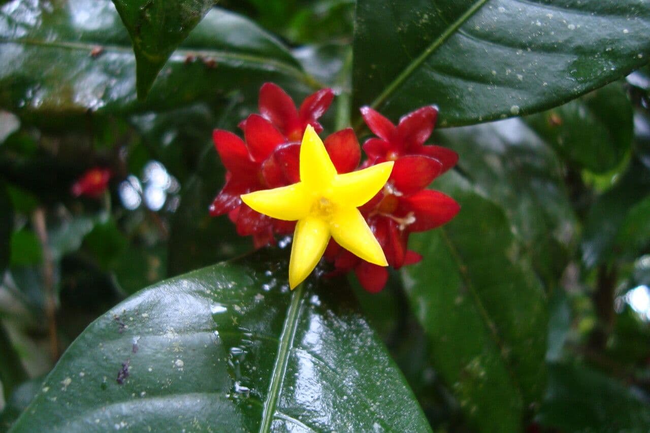 Psychotria 4