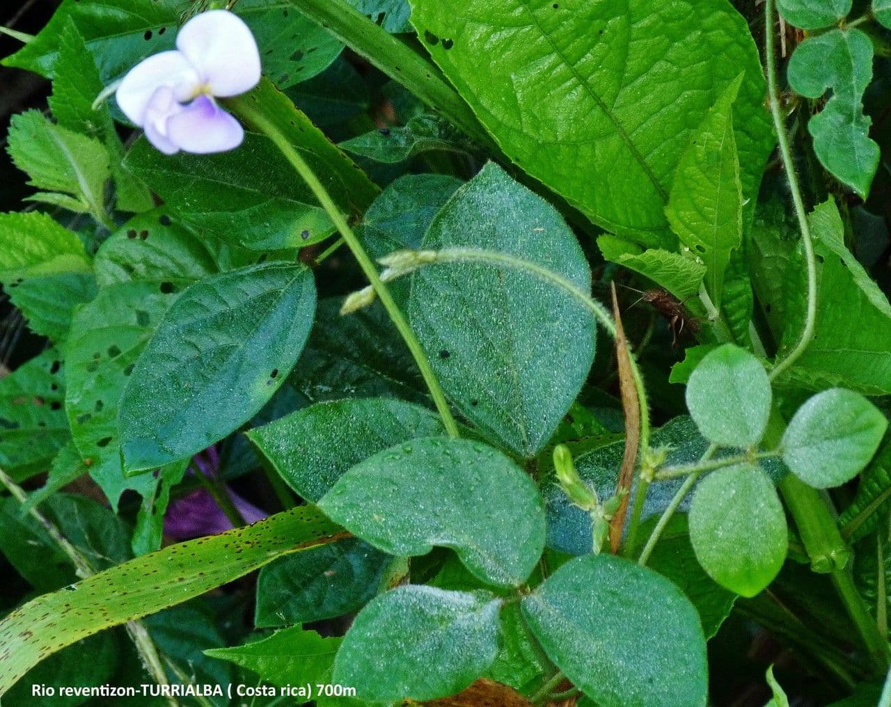 Vigna vexillata 16