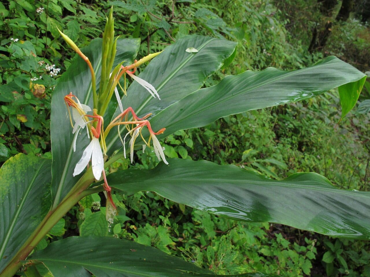 Hedychium 7