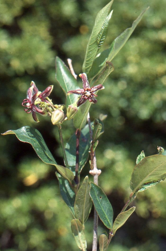 Periploca greca 30