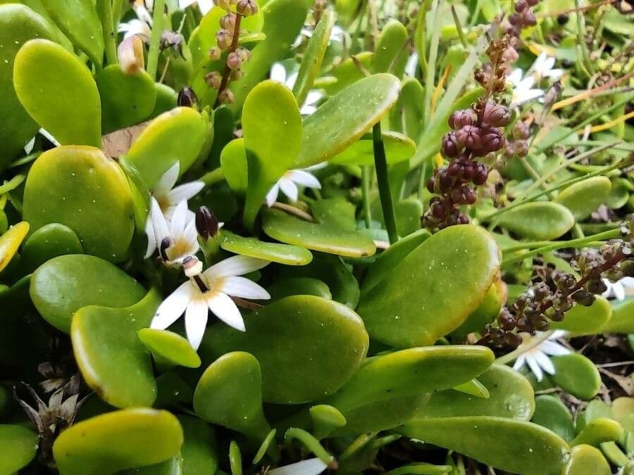 Scaevola 6