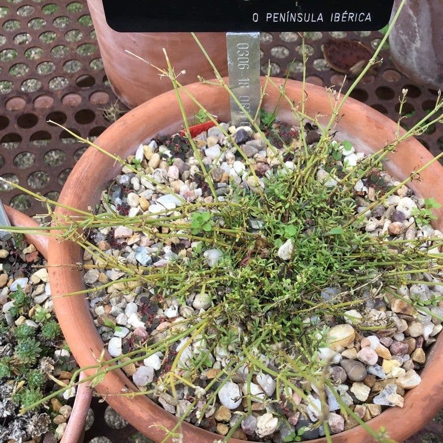 Ortegia hispanica 7