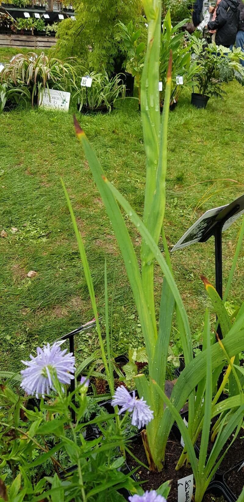 Hesperantha 13