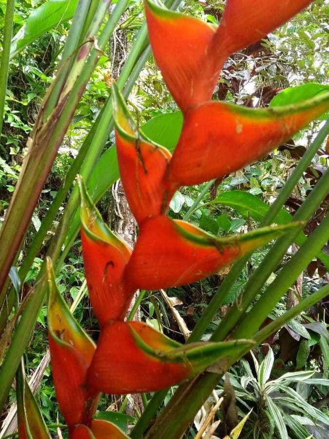 Fiore pappagallo 2
