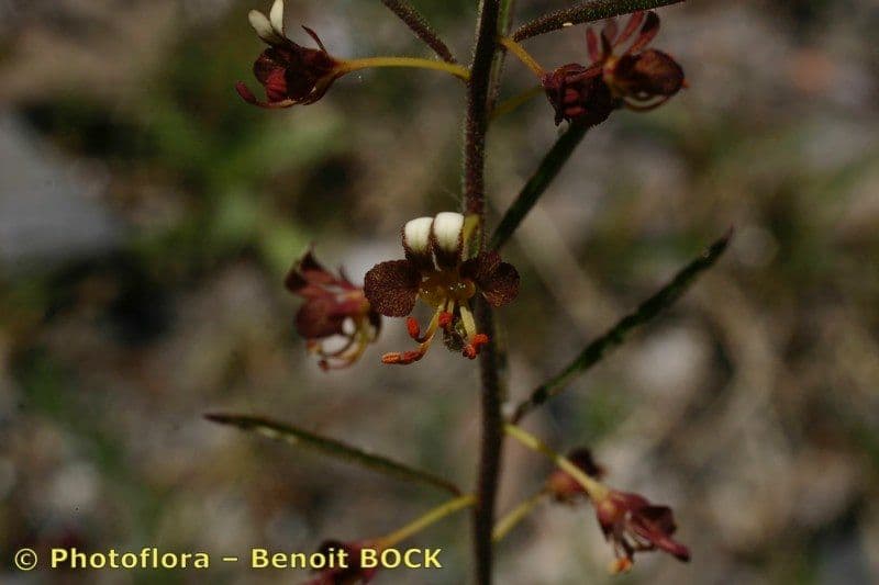 Cleome violacea 21