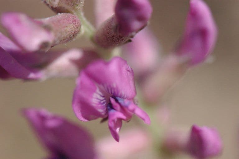 Oxytropis splendens 4
