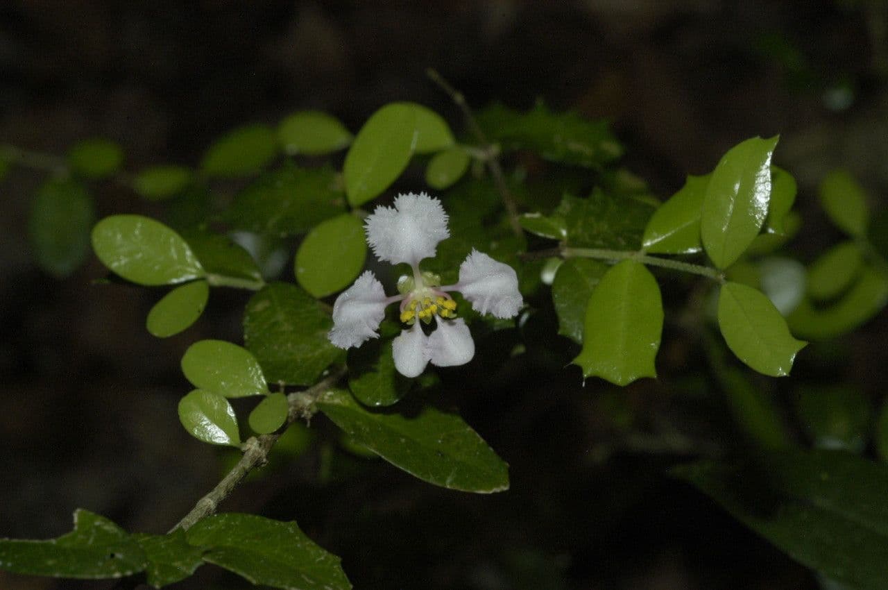 Malpighia 9