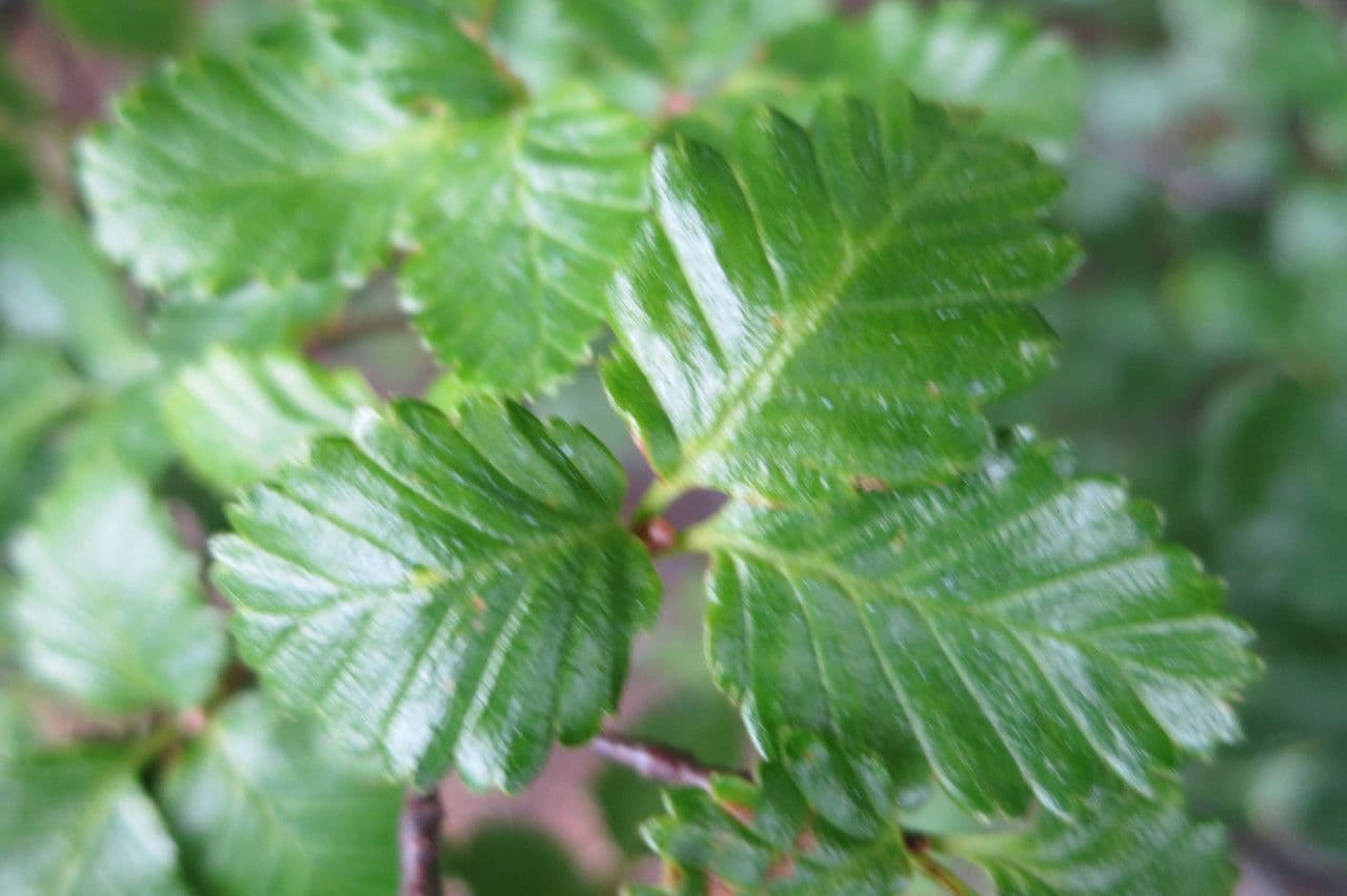 Nothofagus 23
