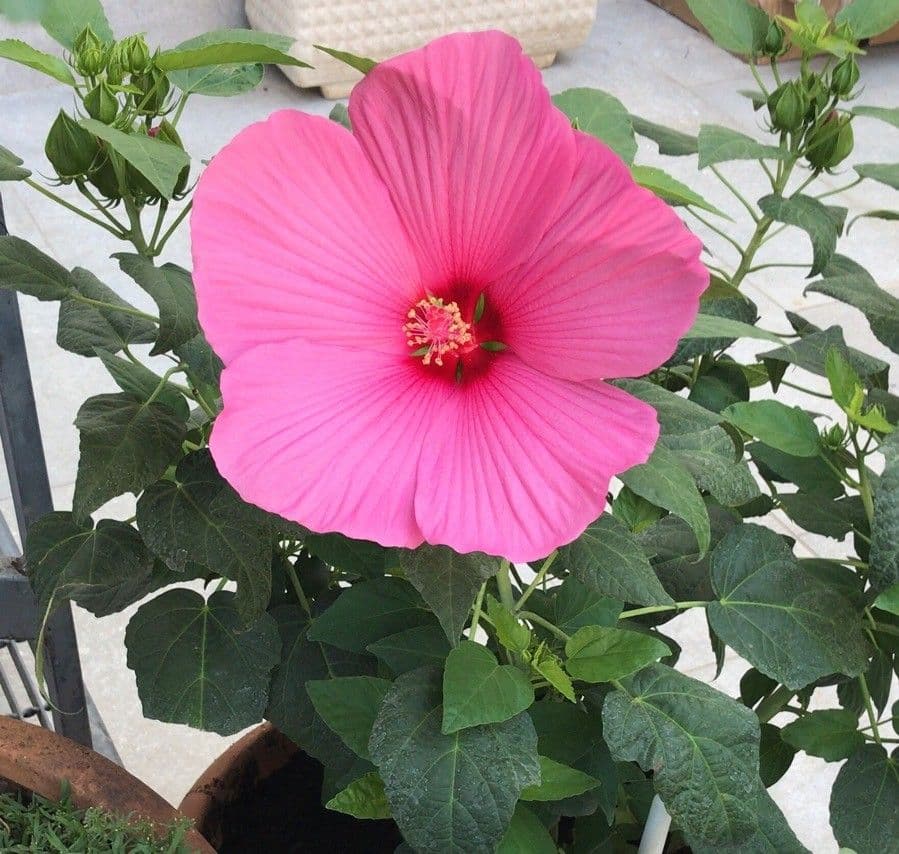 Hibiscus grandiflorus 3