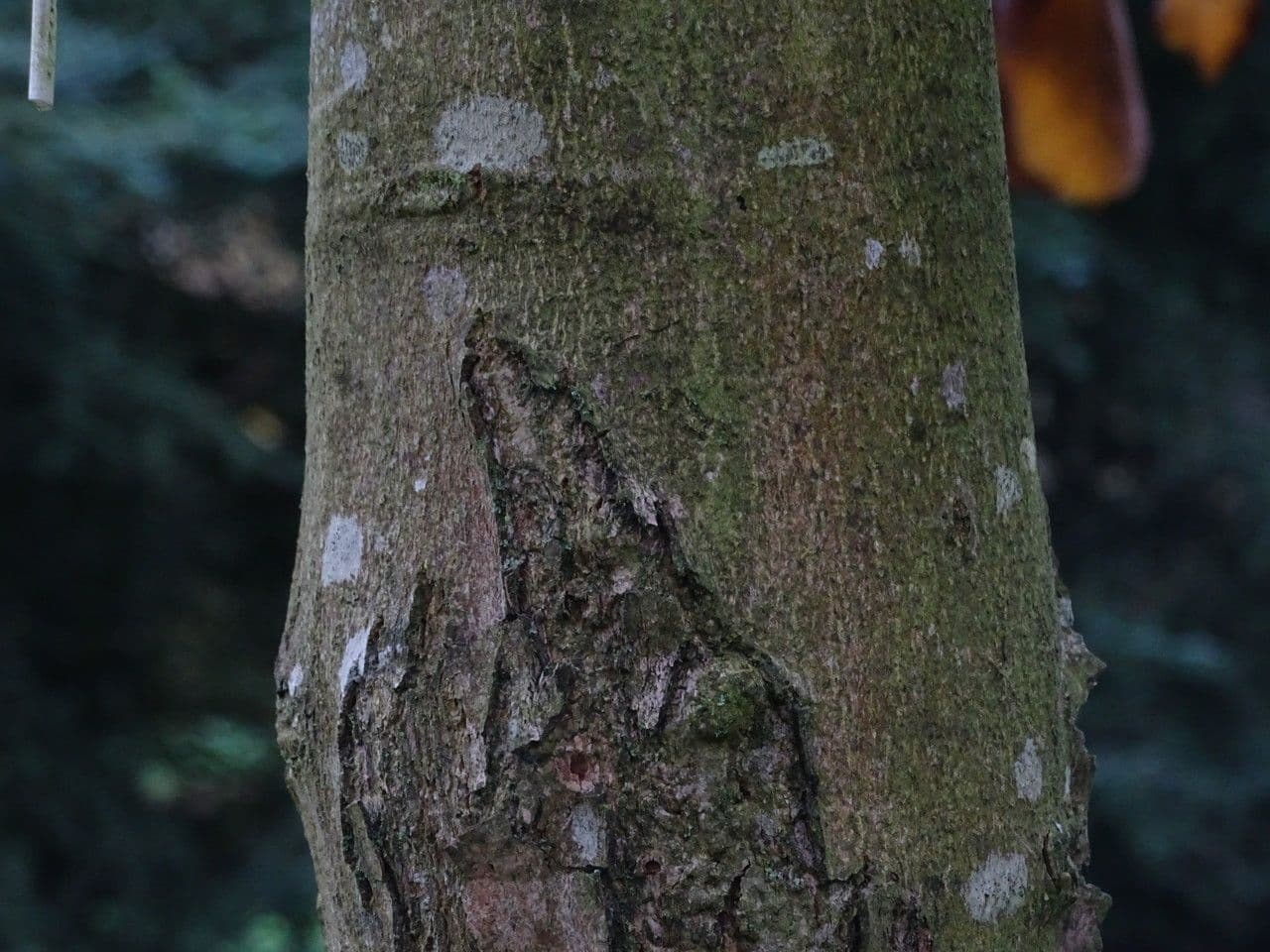 Magnolia 11