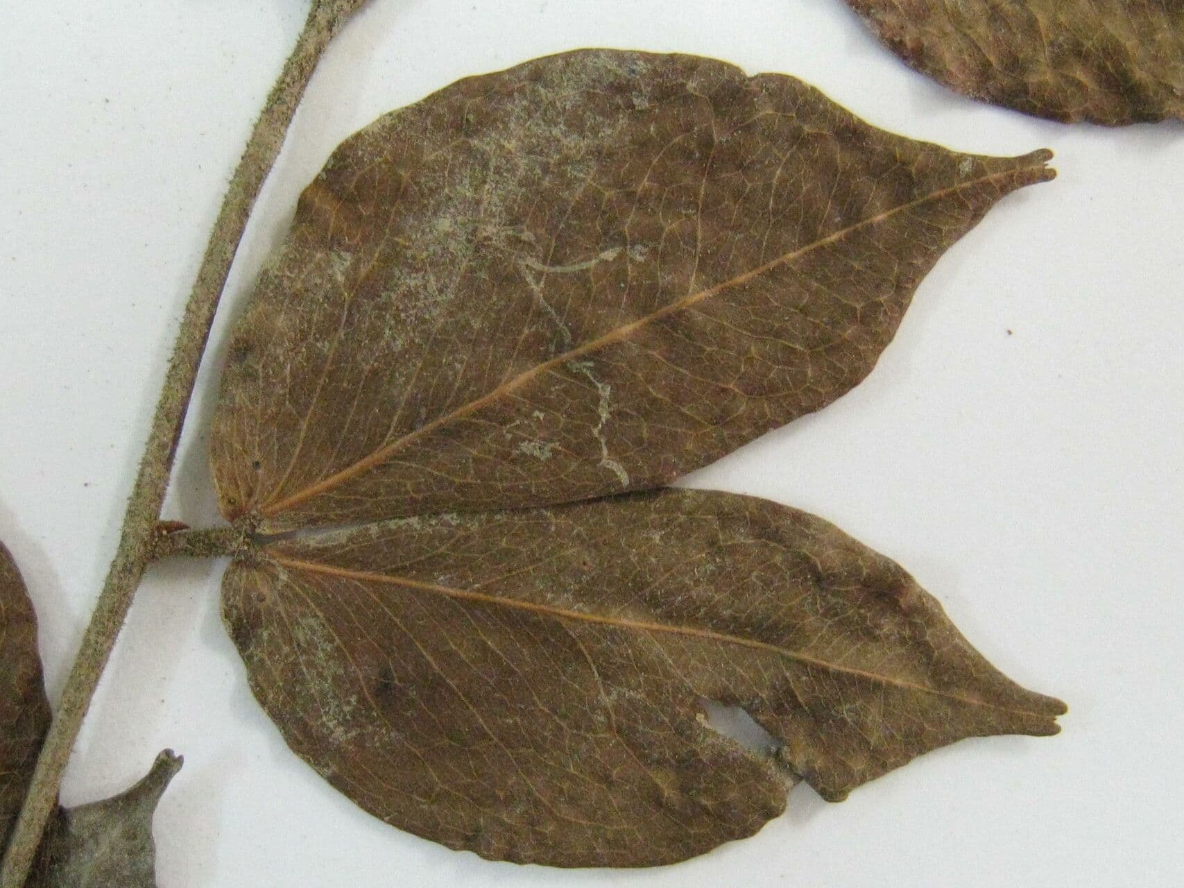 Cynometra 2
