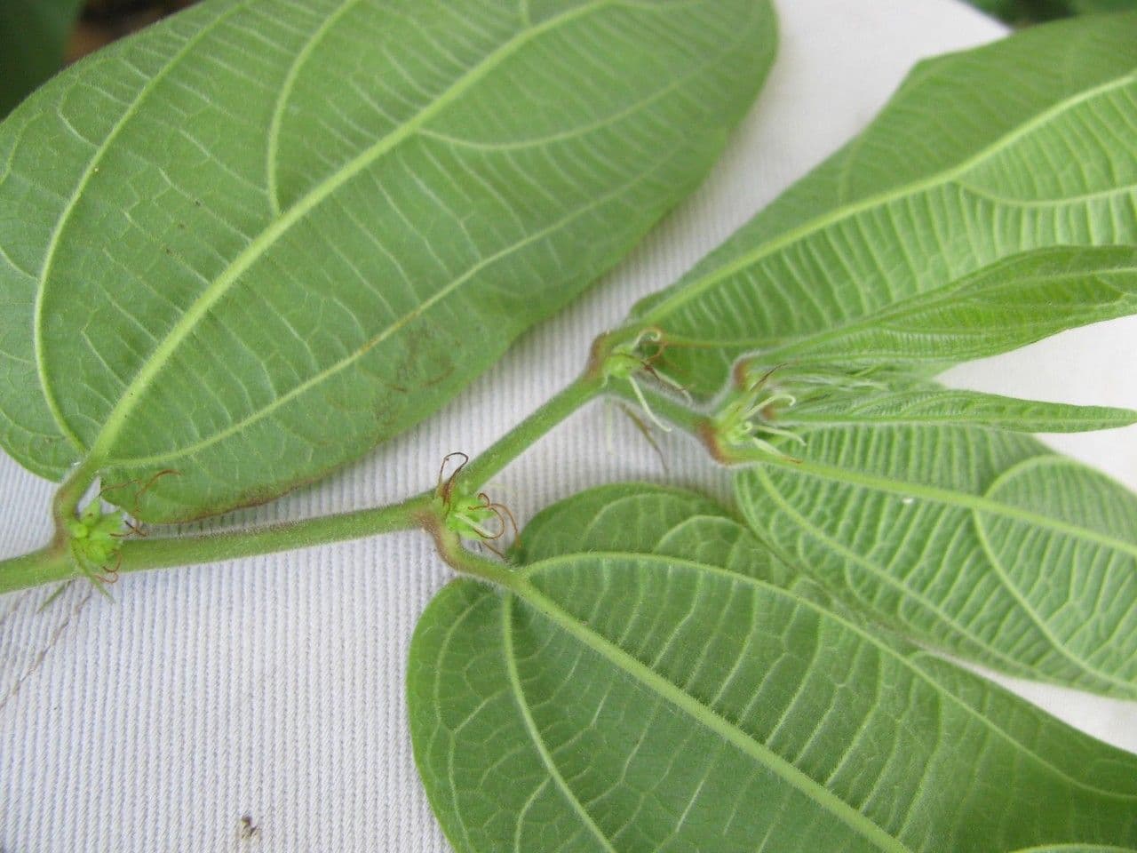 Pouzolzia 3