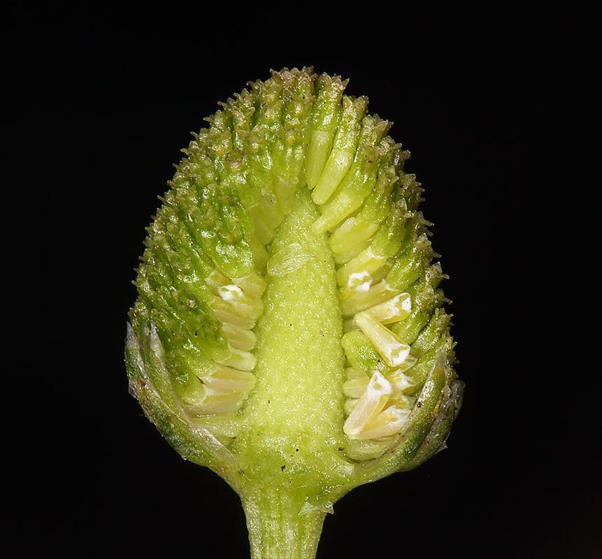 Matricaria 9
