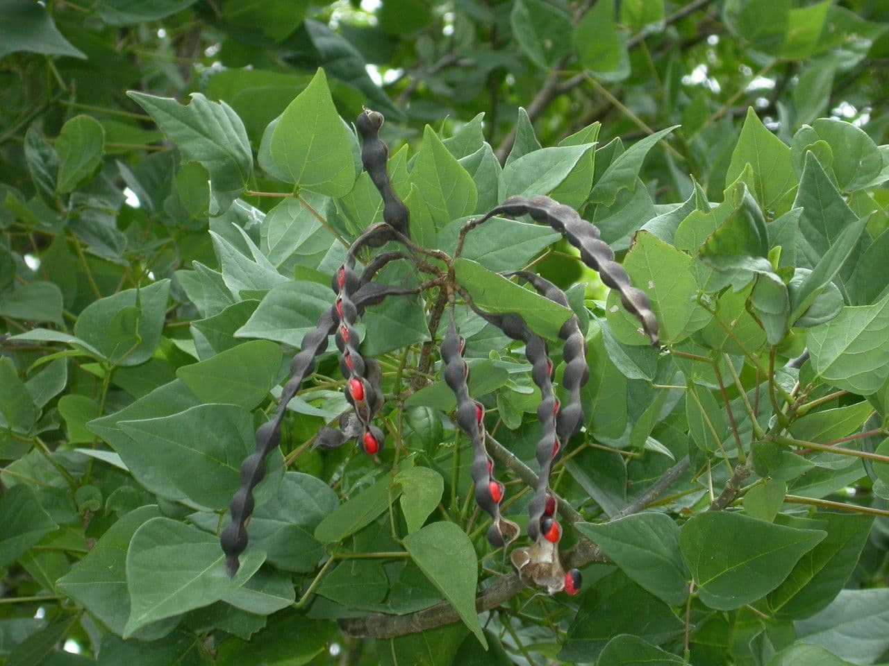 Eritrina coralloide