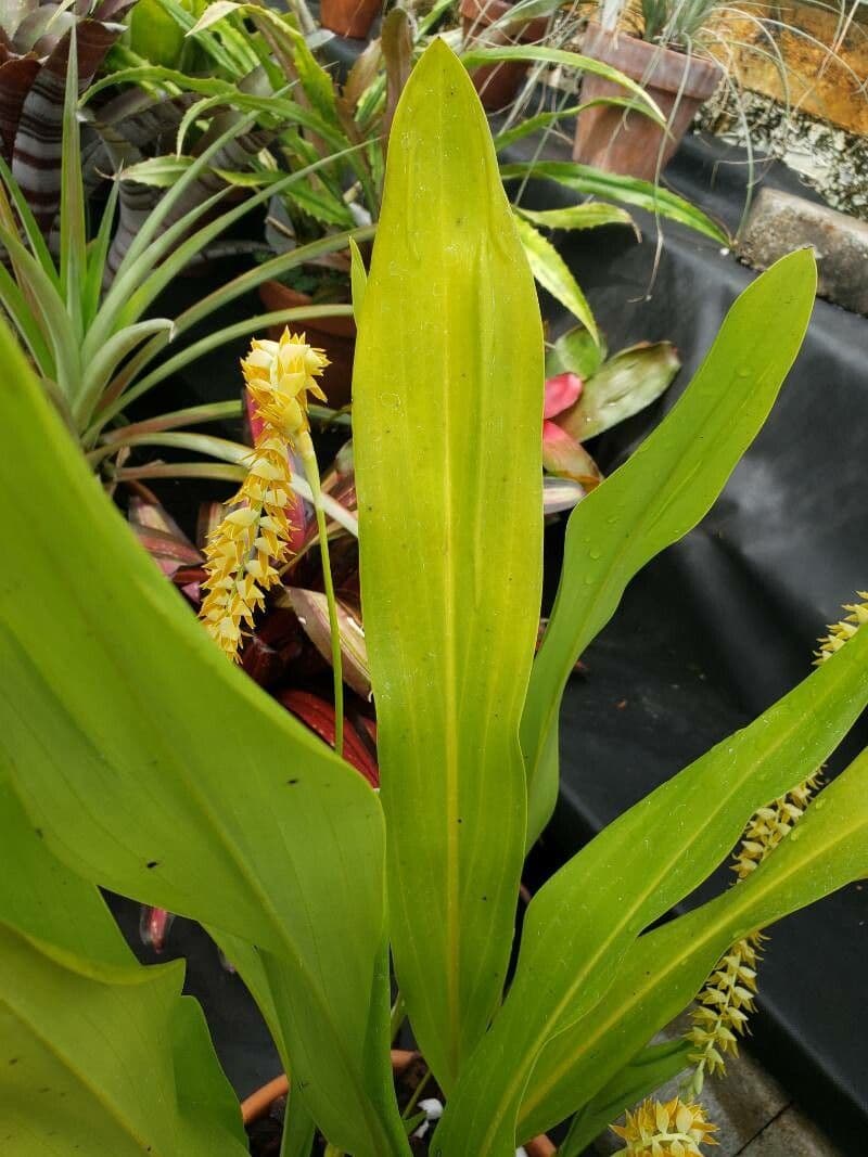 Dendrochilum 5