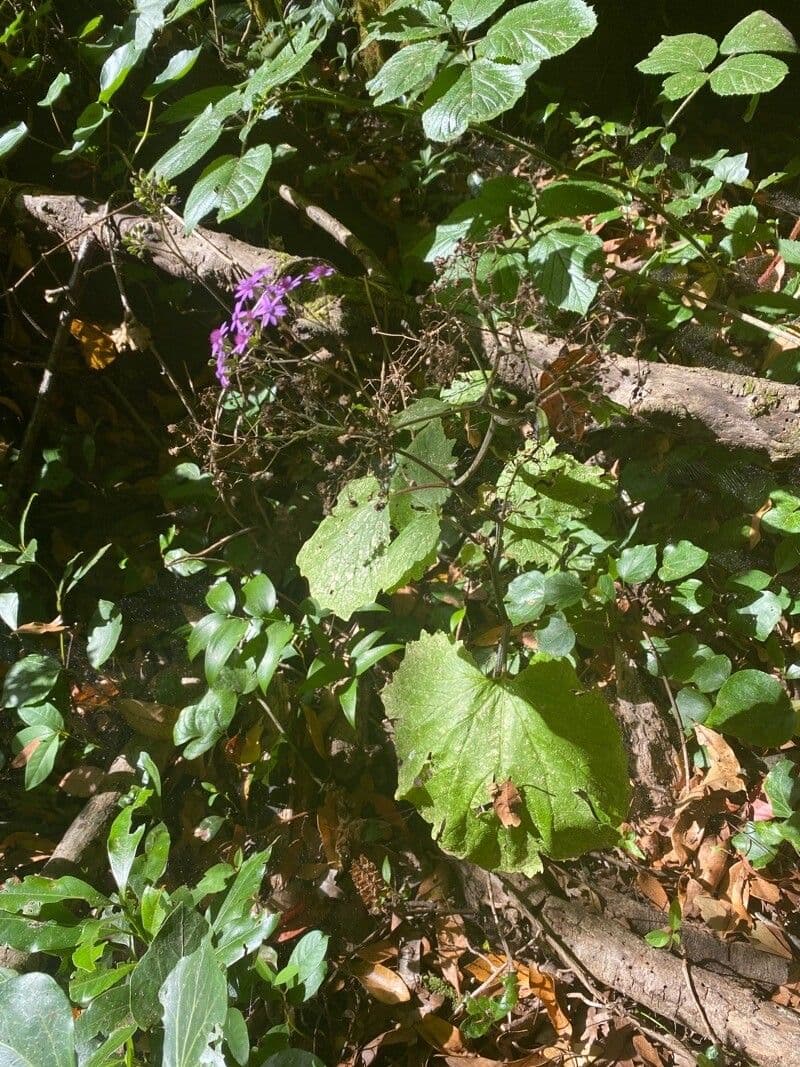 Pericallis 13