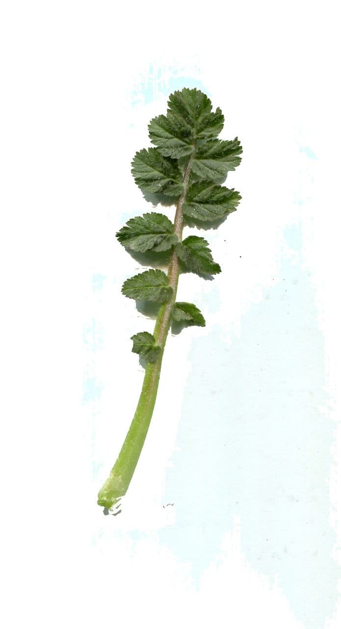 Rendlík 23