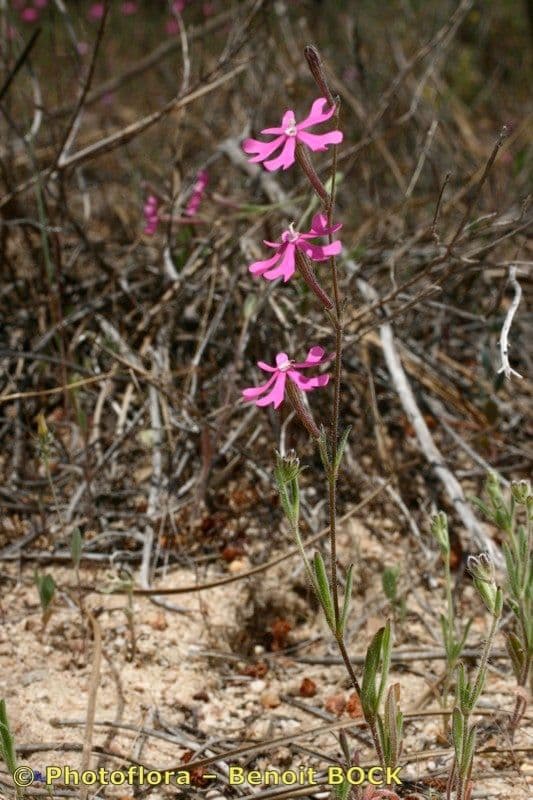Silene 14