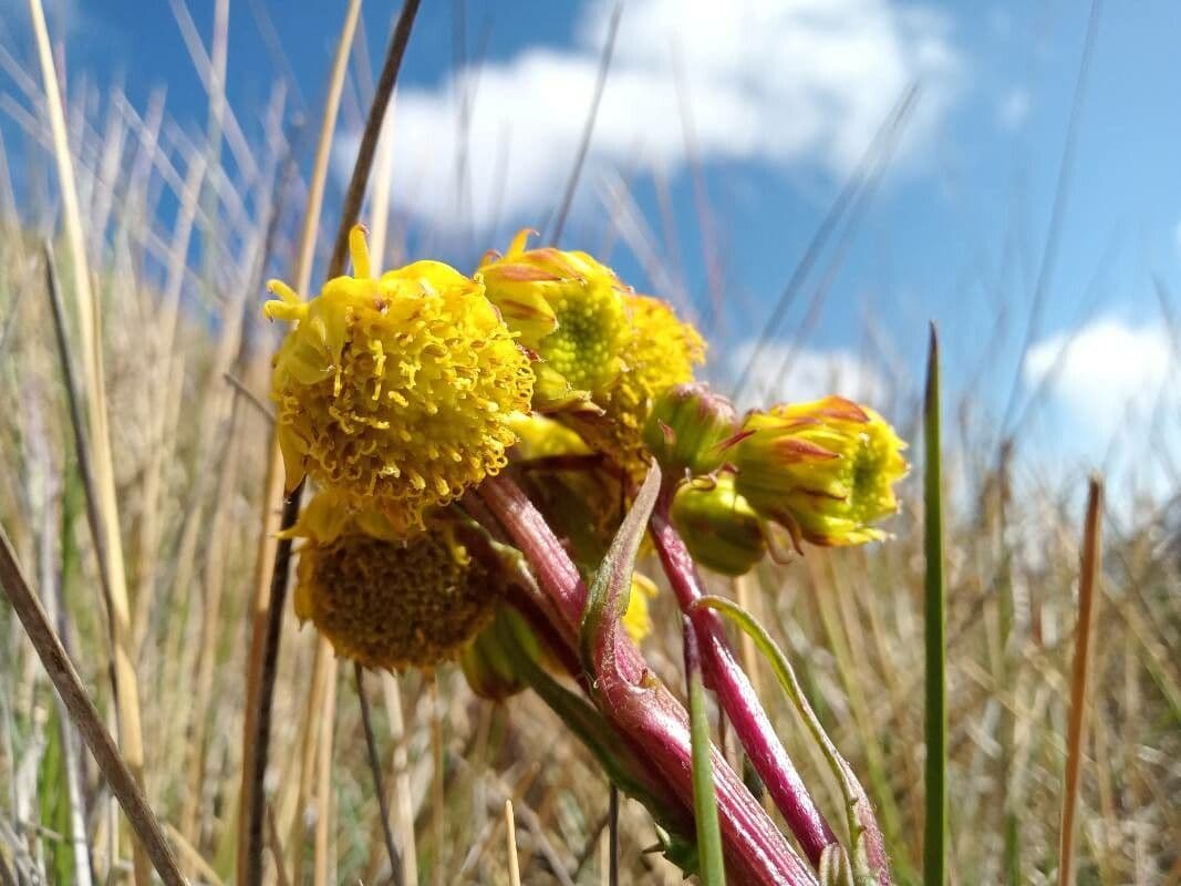 Senecio