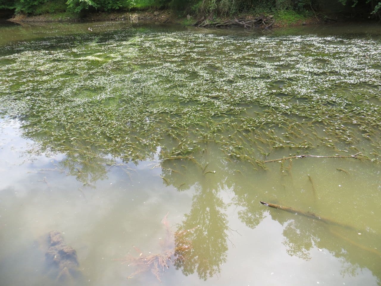 Elodea del Capo 7