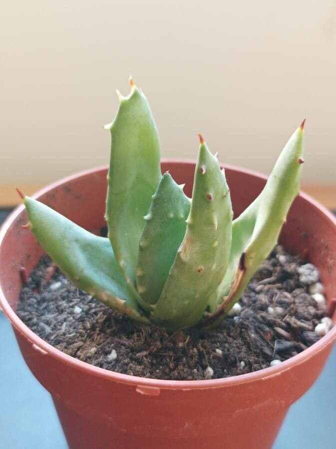 Kurzblättrige Aloe 20