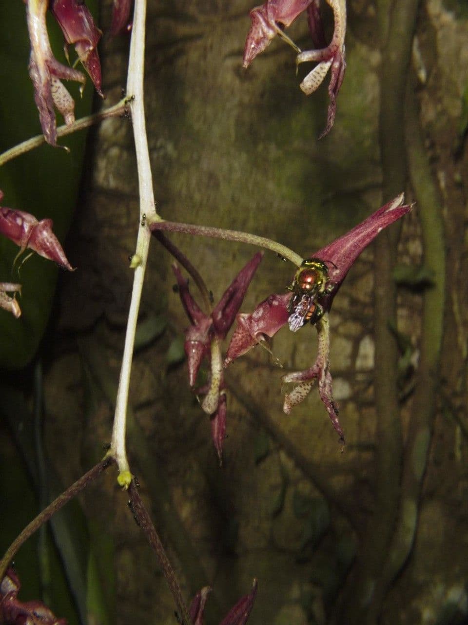 Gongora 5