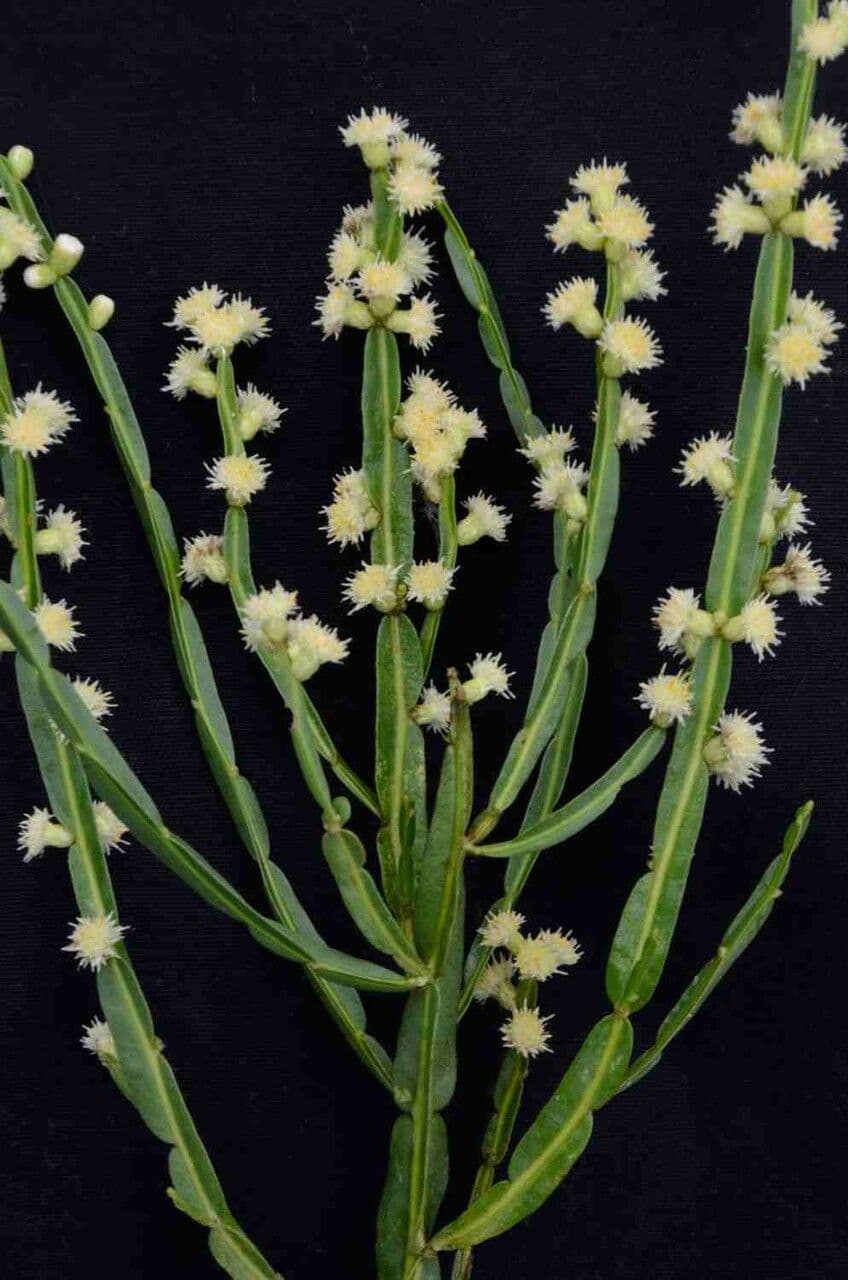 Baccharis 6