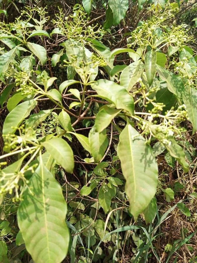 Rauvolfia vomitoria 4