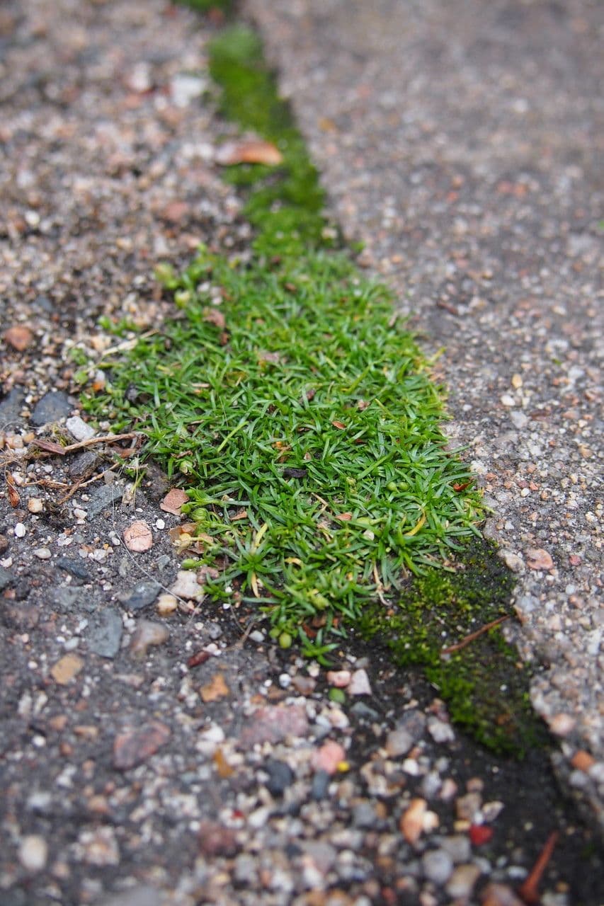 Sagina sdraiata 14