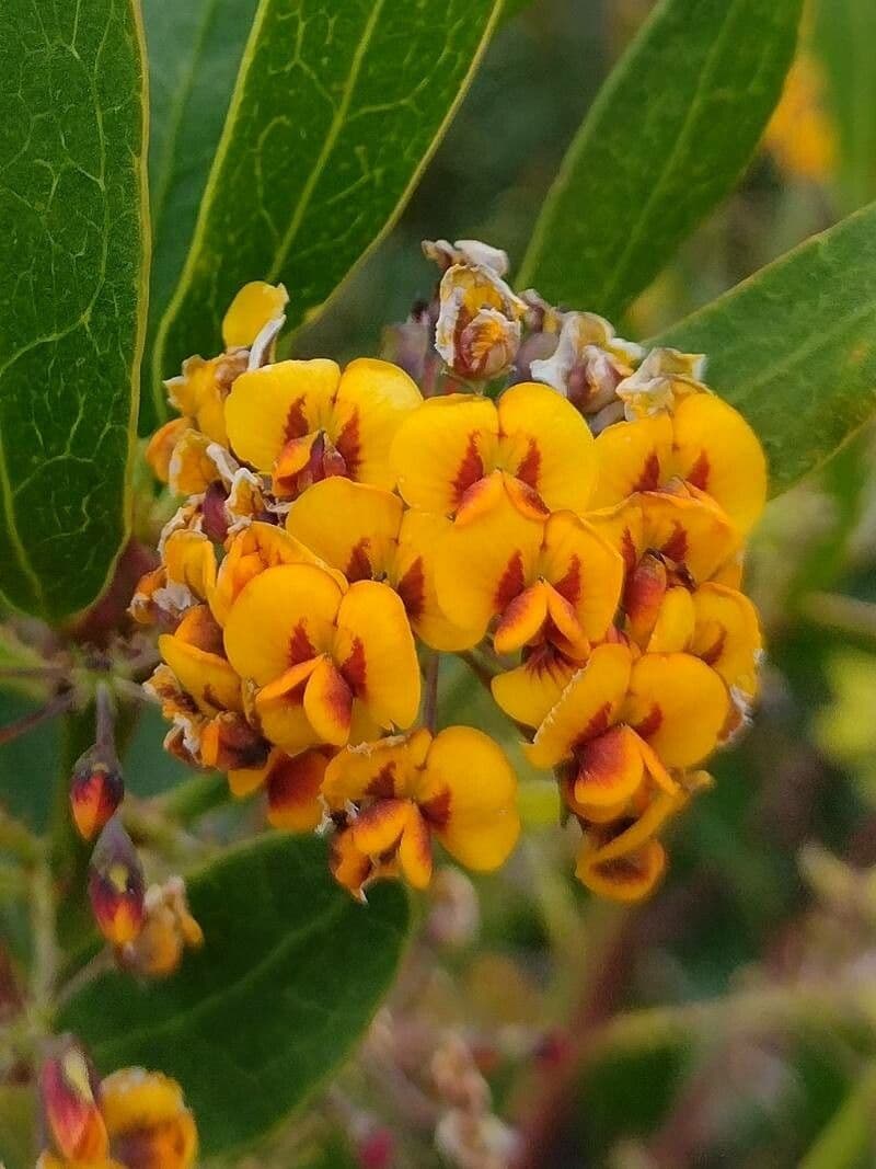 Daviesia corymbosa 3