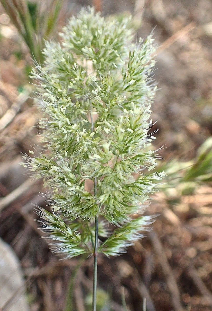 Trisetaria panicea 12