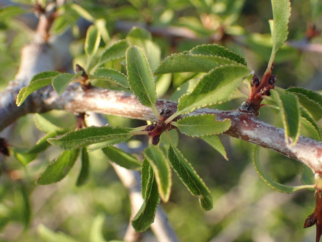 Prune 4