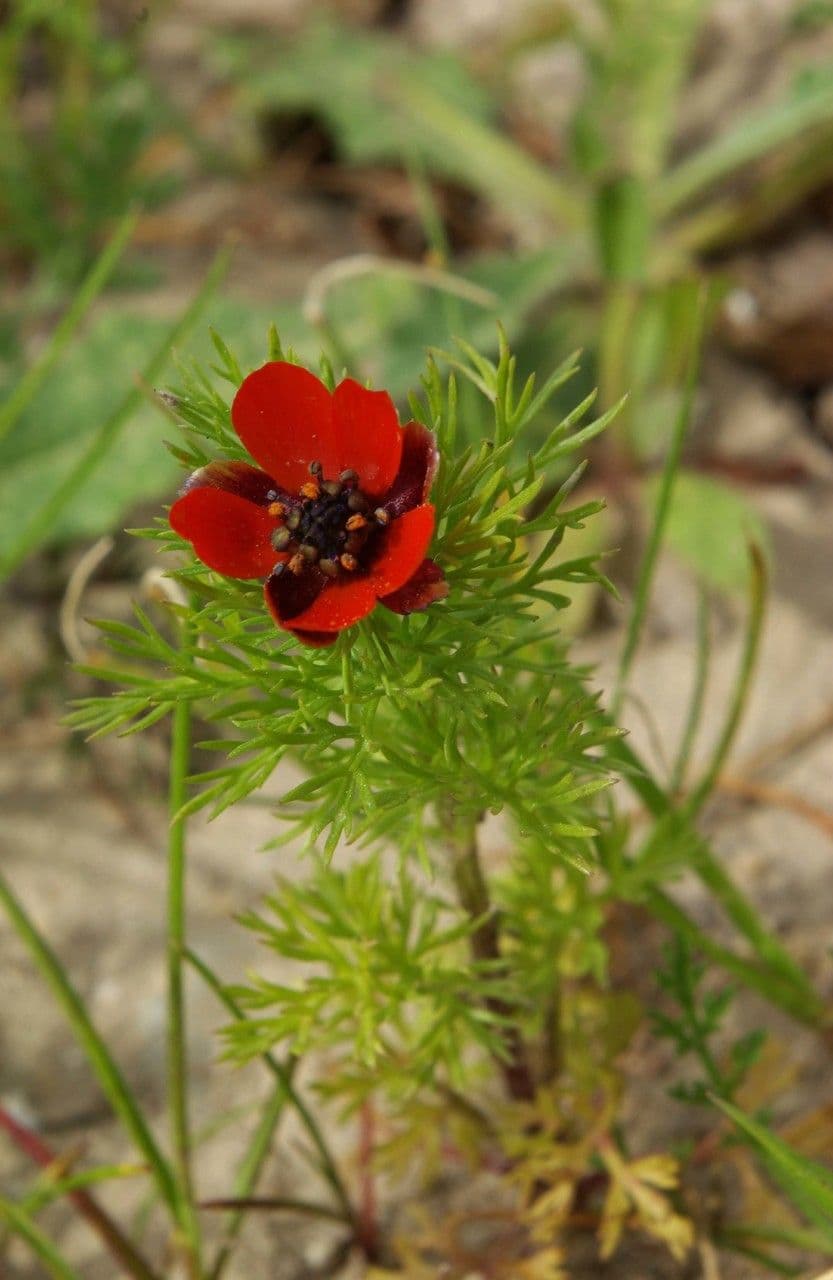 Adonis annuale 16