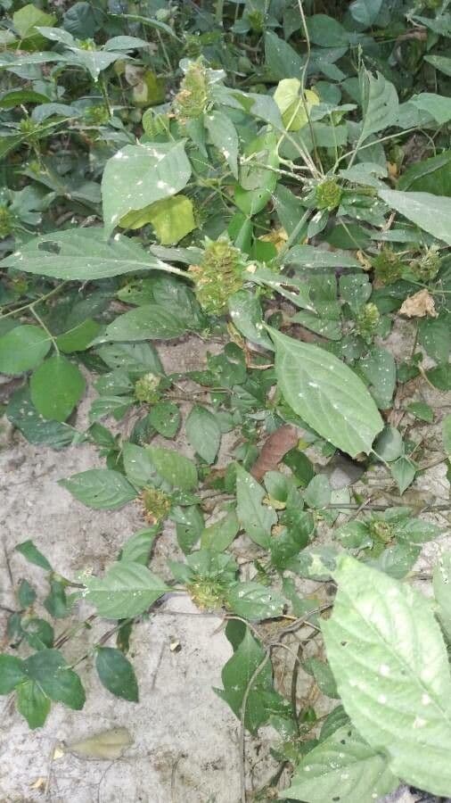 Phaulopsis imbricata 4