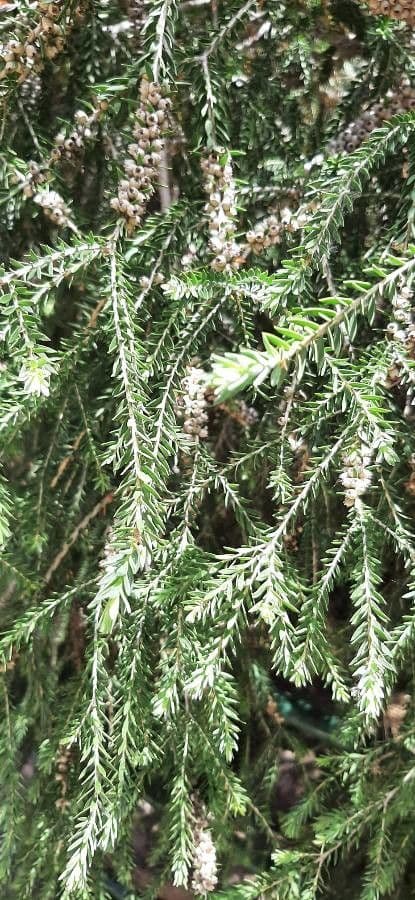 Melaleuca 9