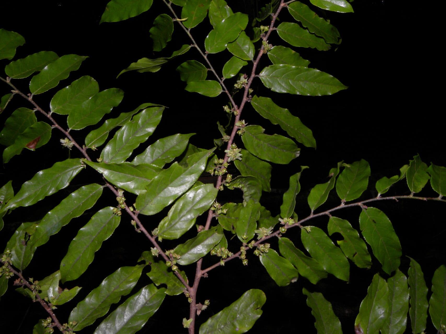 Casearia 11