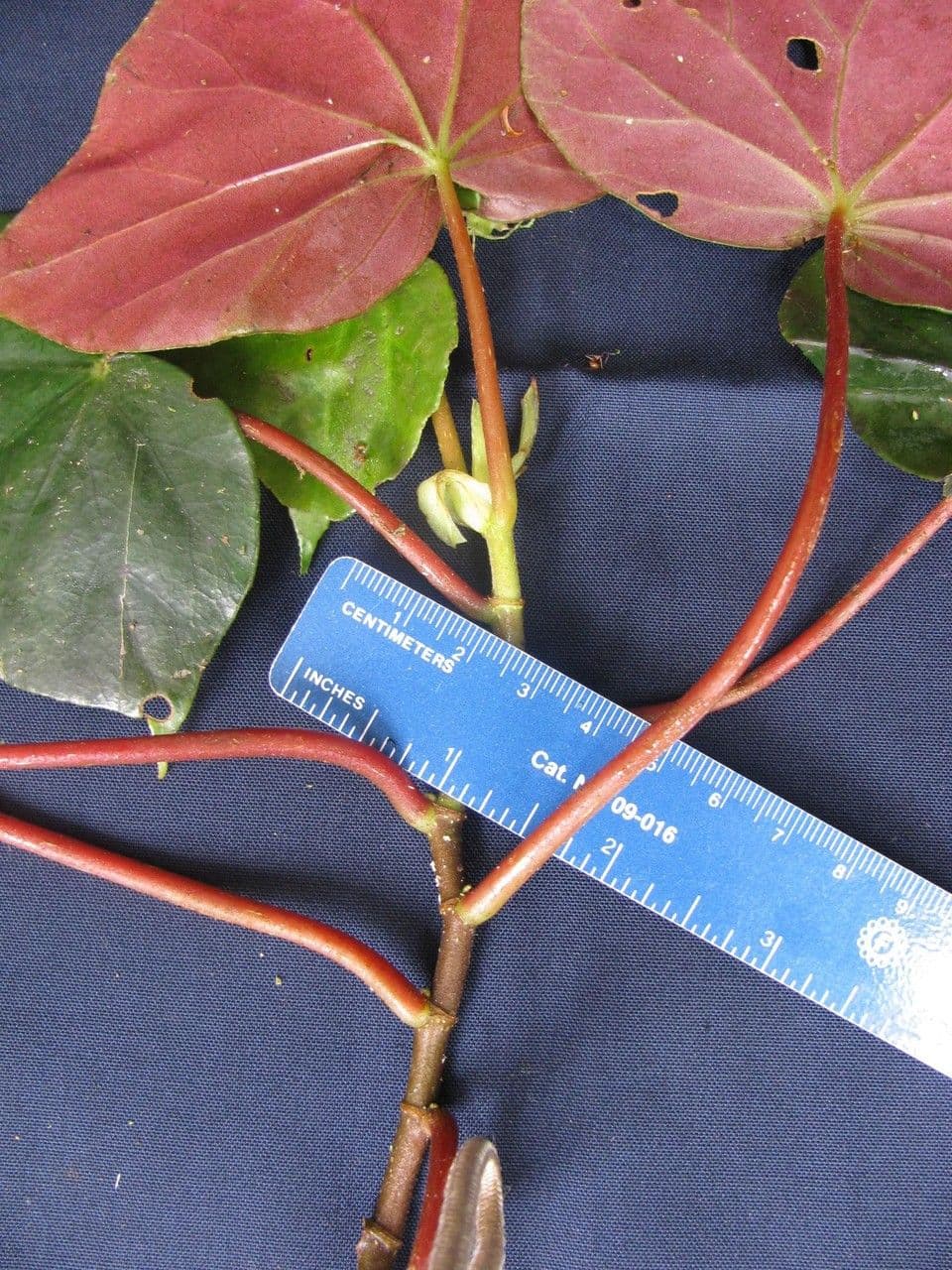Begonia 22
