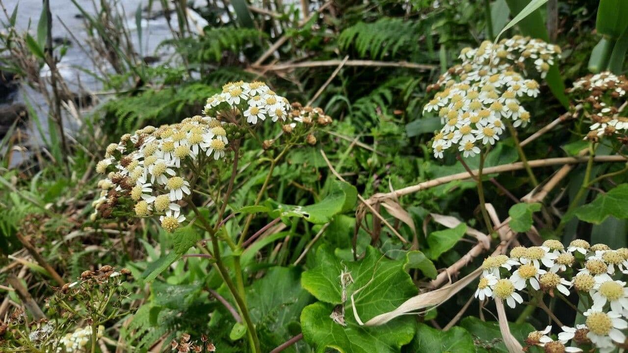 Pericallis 2