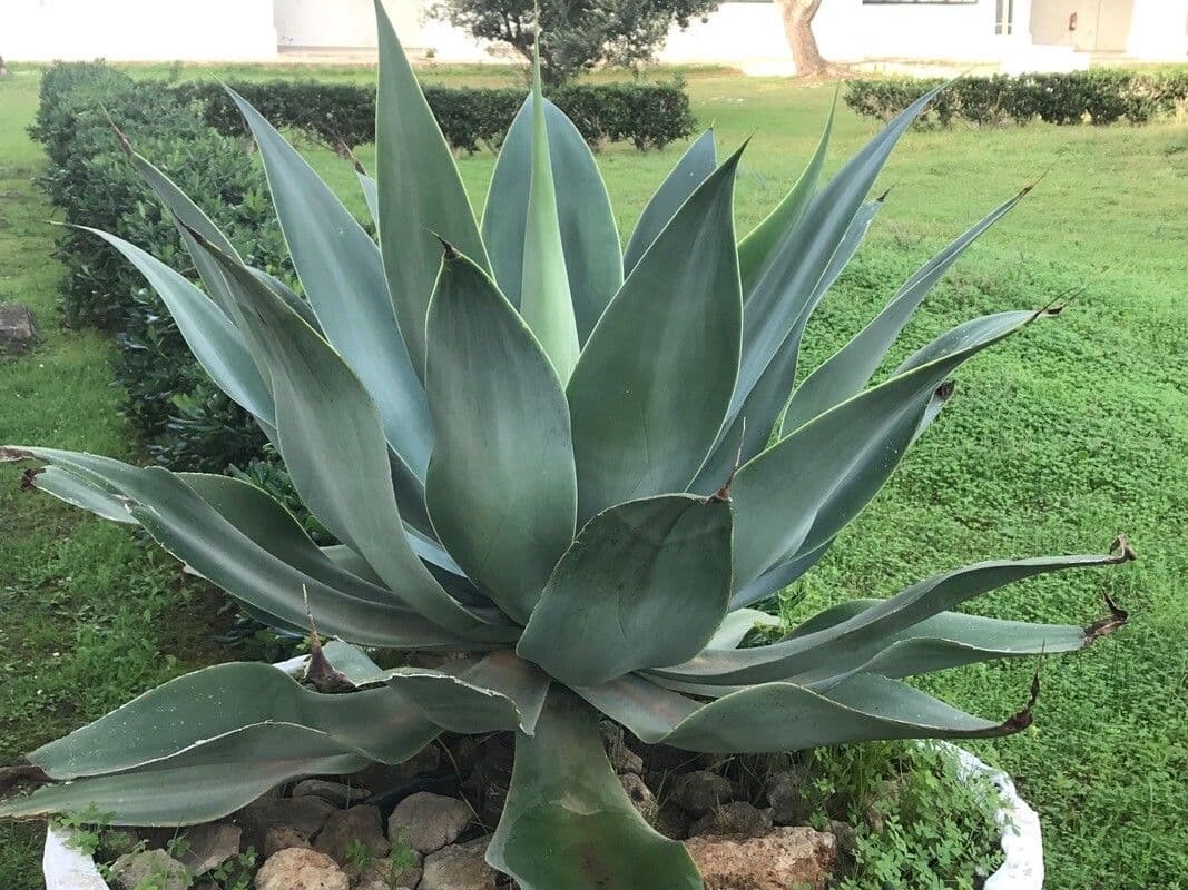 Agave 13