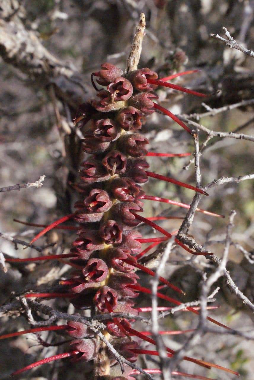 Kunzea Baxtera 5