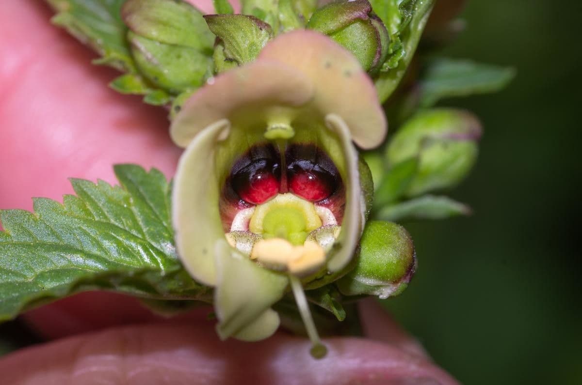 Scrophularia