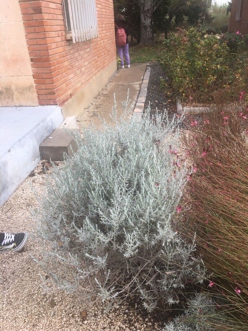 Eremophila 6