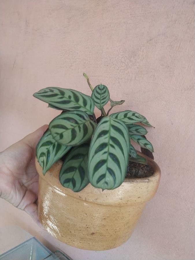 Ctenanthe 10