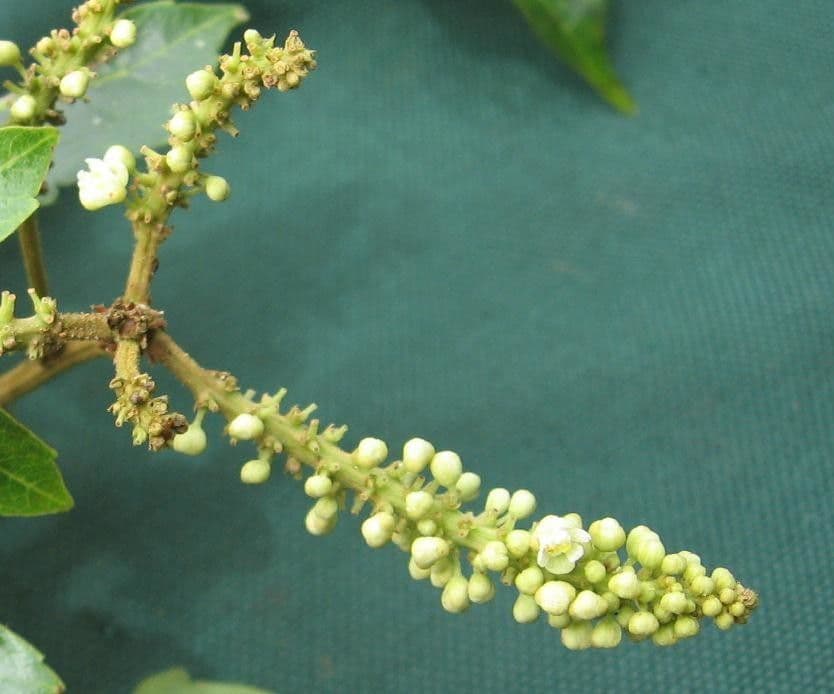 Traubige Serjania 2